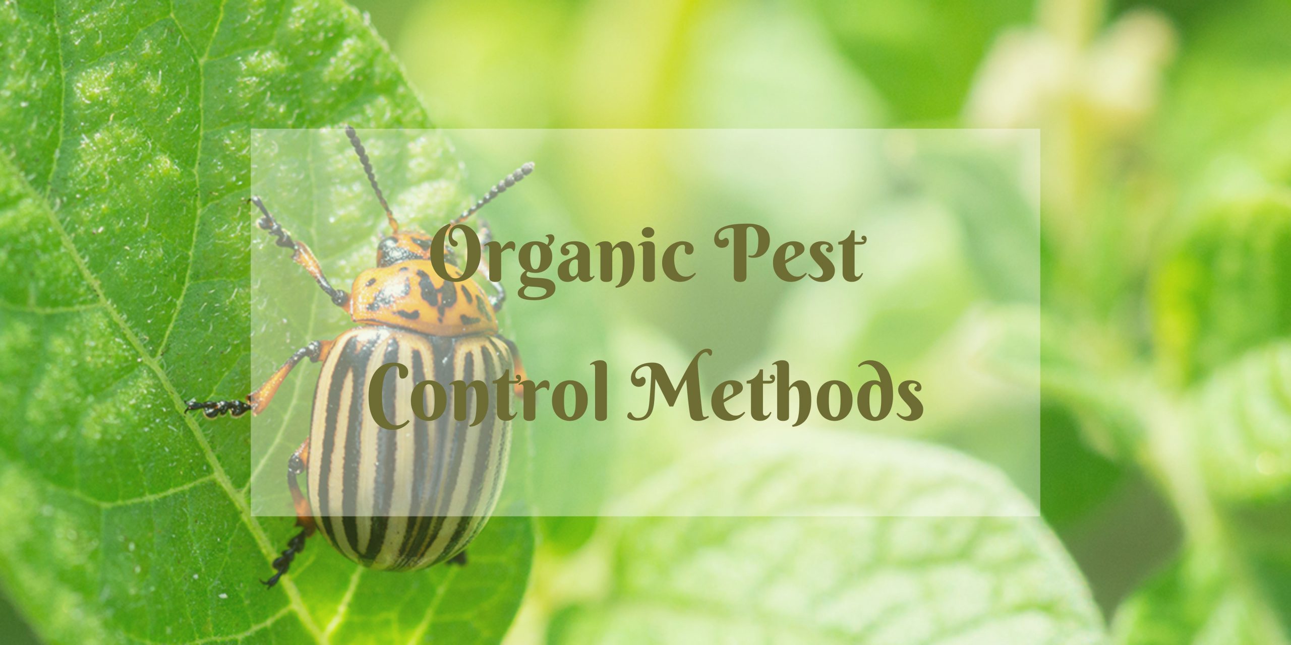  organic pest control