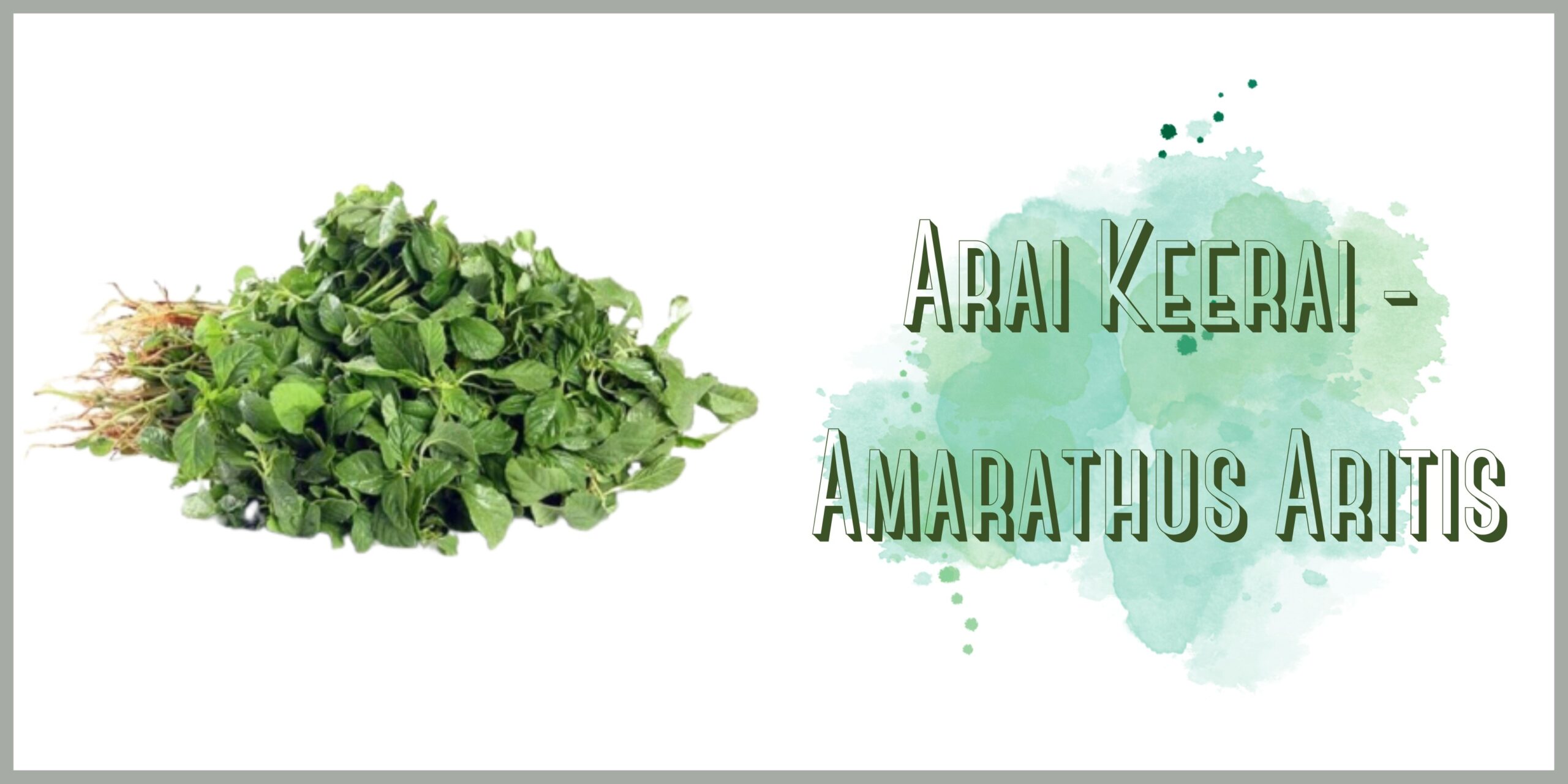 Arai Keerai- Amaranthus Aritis! - Uyir Organic Farmers Market