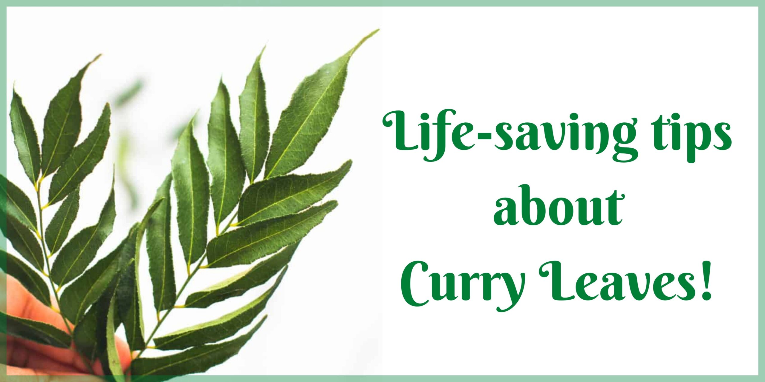 Life-saving tips about Curry leaves! - Uyir Organic Farmers Market