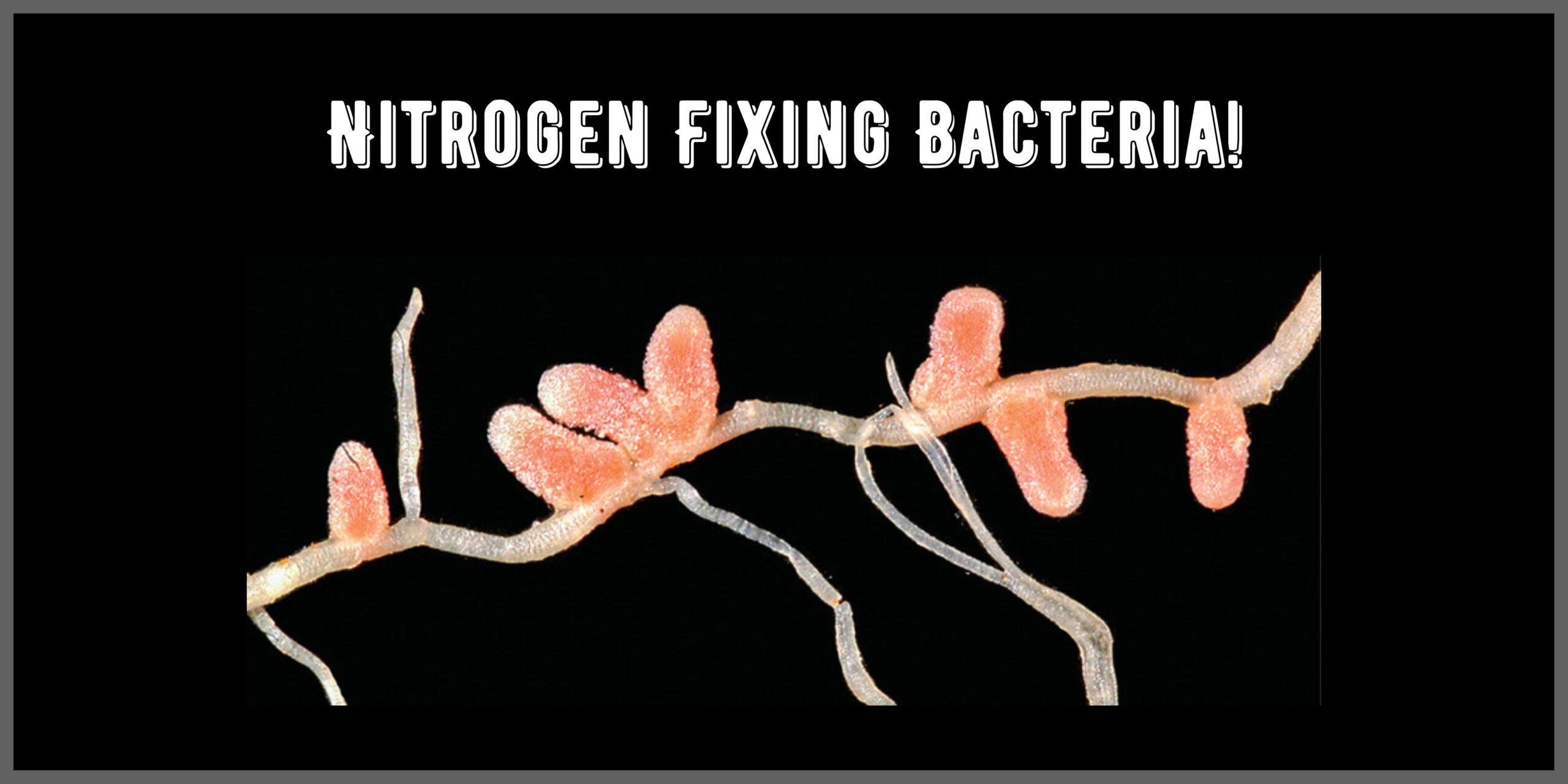 Nitrogen Fixing Bacteria Simple Def