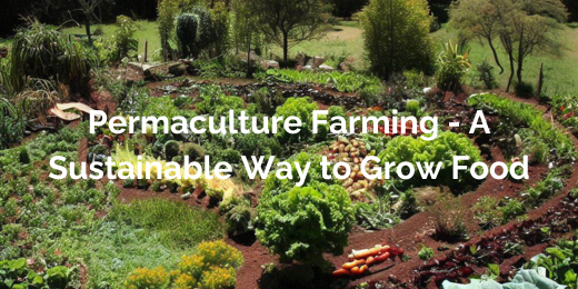Sustainable Permaculture Farming - Uyir Organic Farmers Market